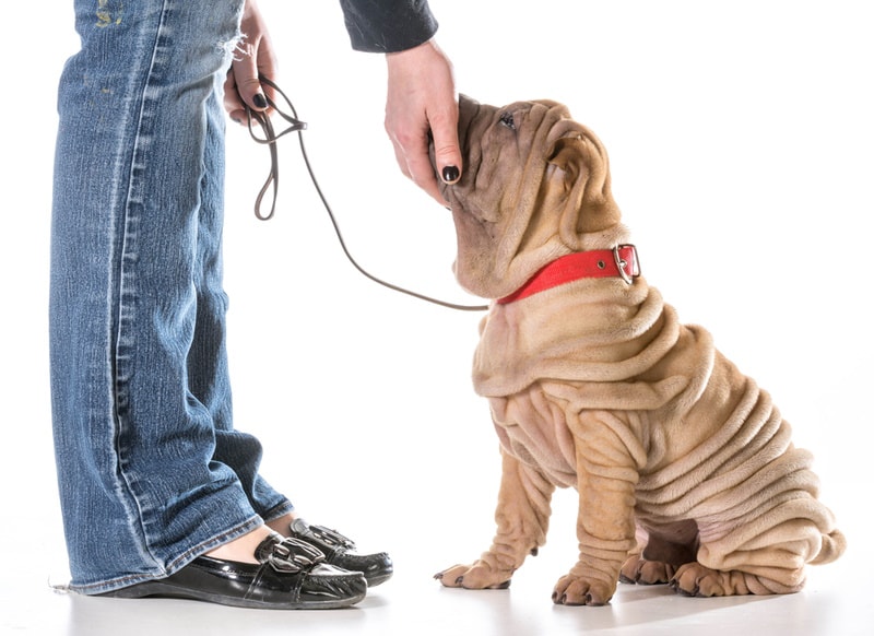 shar pei dog training