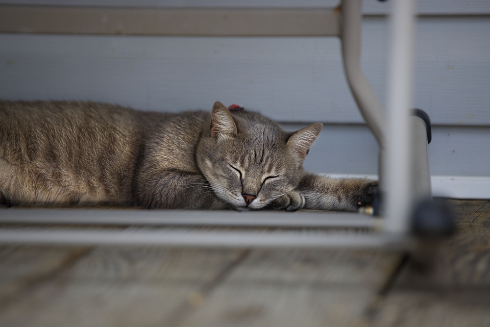 cat under porch sleeping