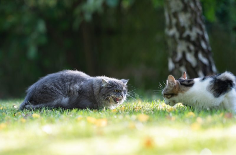 maine coon cat hissing at another cat outdoors in garden