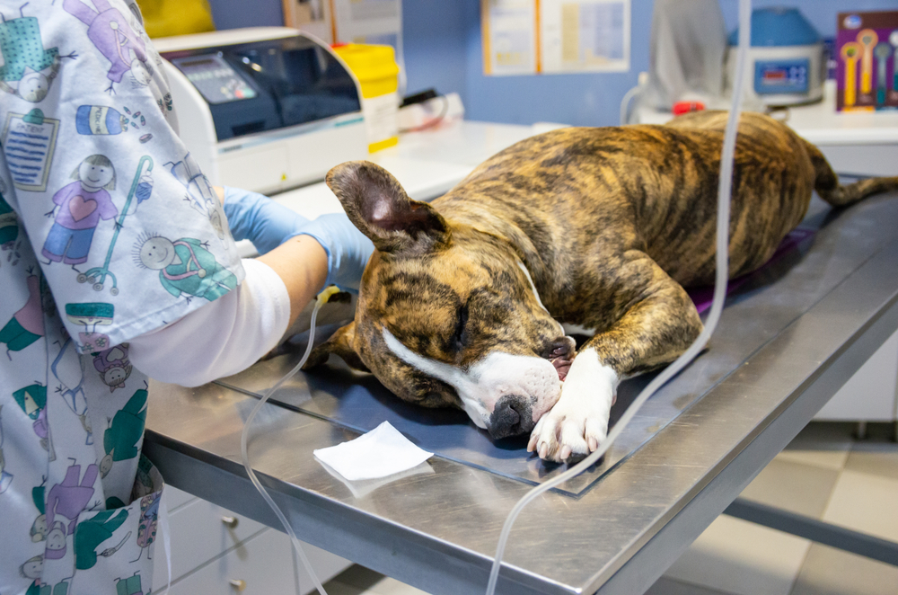 Sedated dog on an exploration table before an endovenous treatment vet