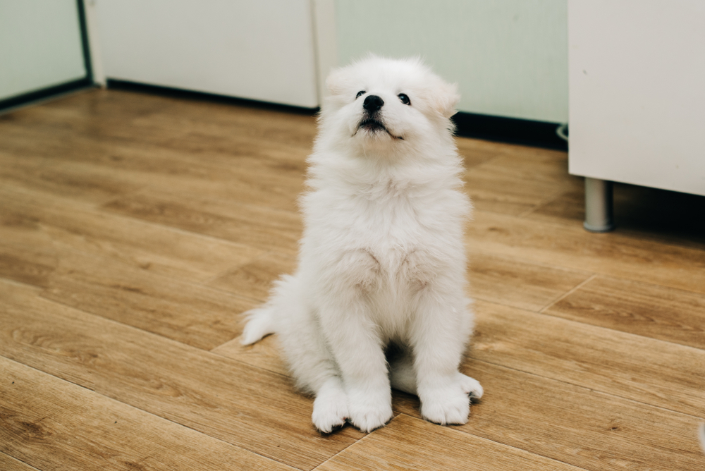 Samoyed puppy sitting on wood floor looking at the top smiling