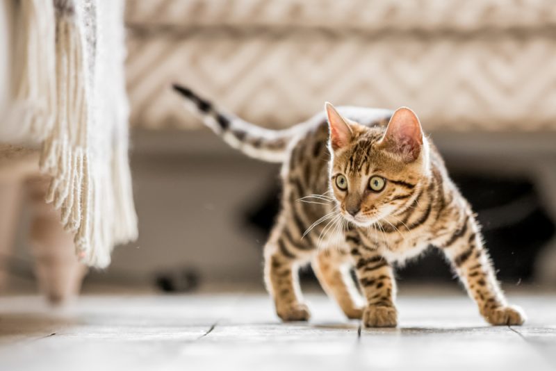 Bengal kitten playing