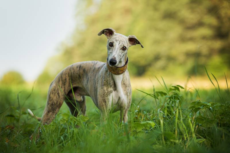 whippet dog in a crate