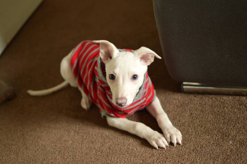 Closeup of white puppy dog