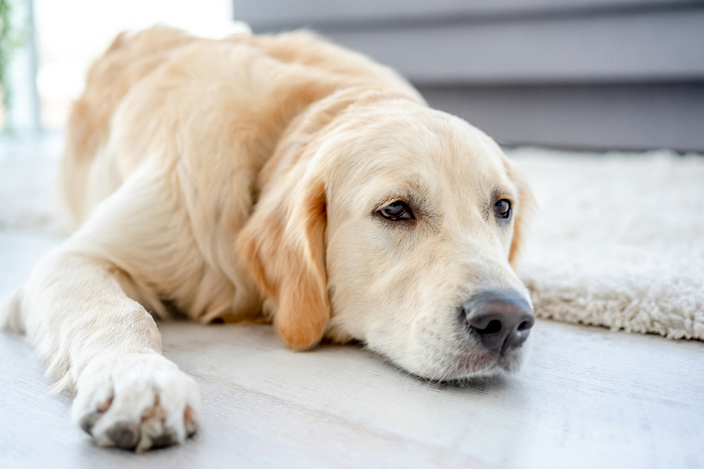 dog lying on the carpet and floor in the apartment