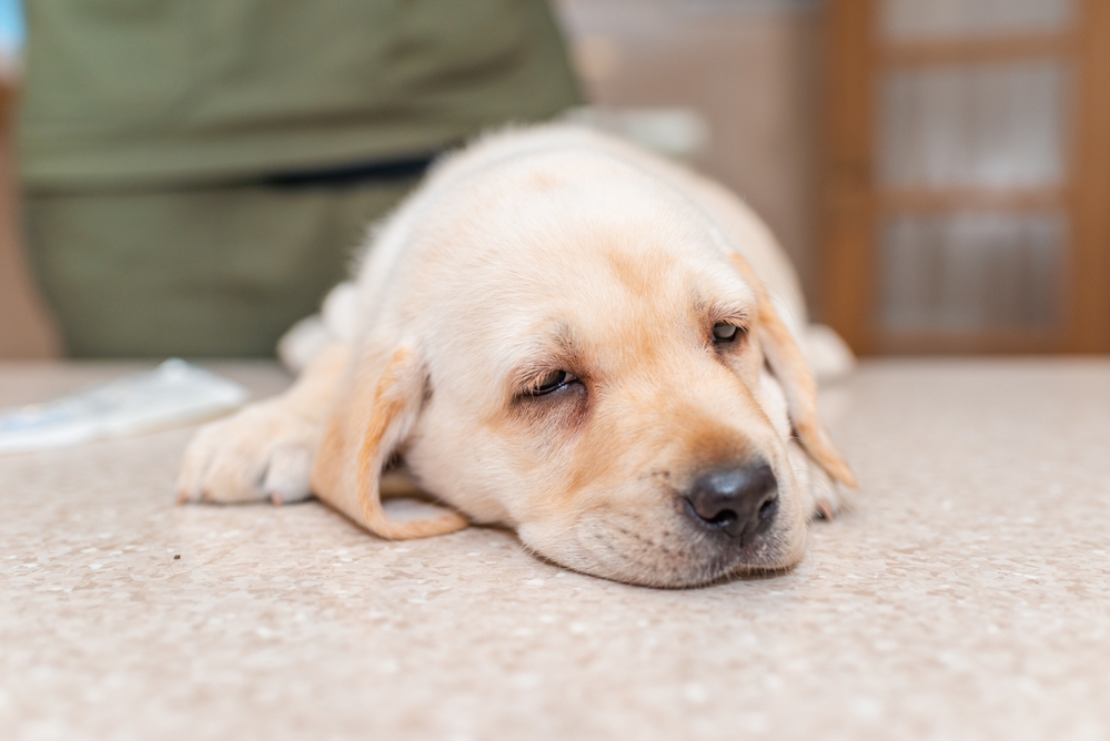 sick puppy in vet clinic