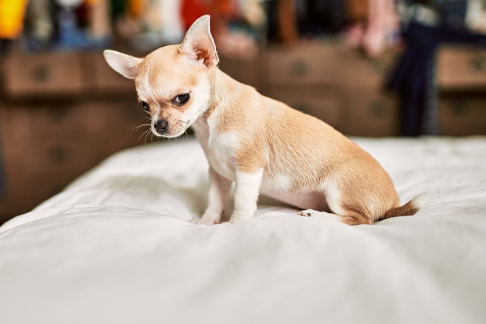 Beautiful Chihuahua puppy on the bed