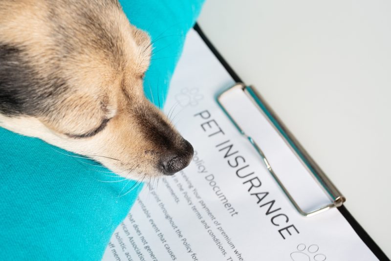 dog sleeping on the insurance policy