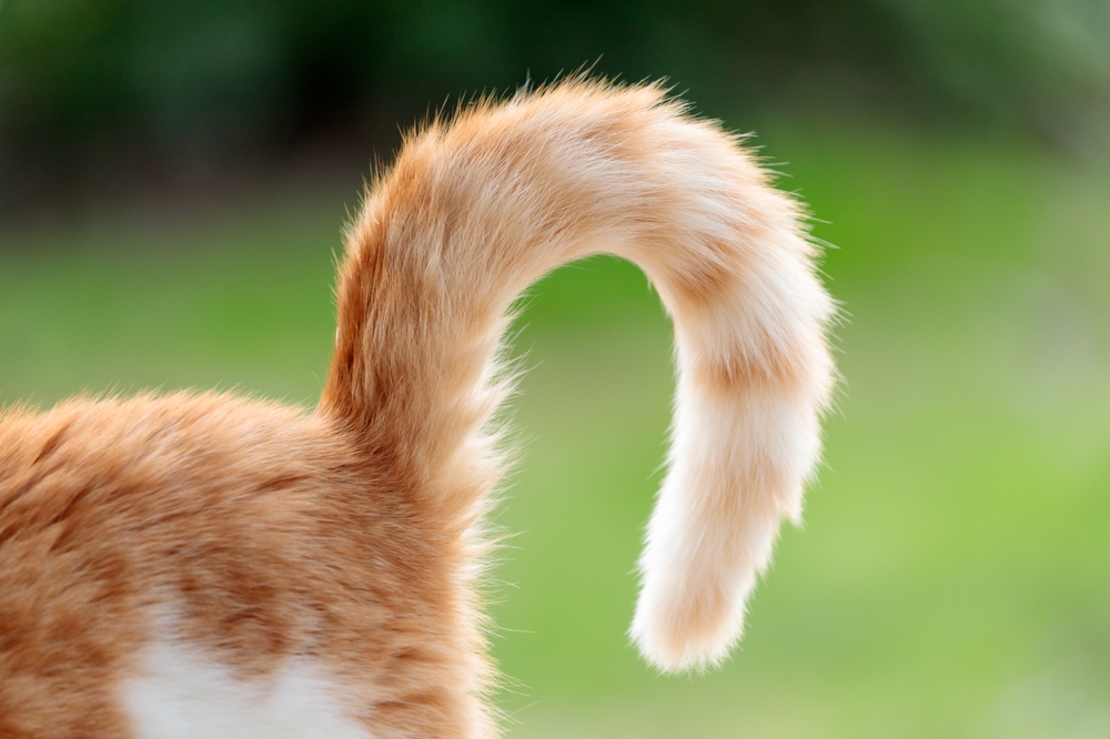 Why Does My Cat’s Tail Twitch? 6 Vet-Reviewed Causes