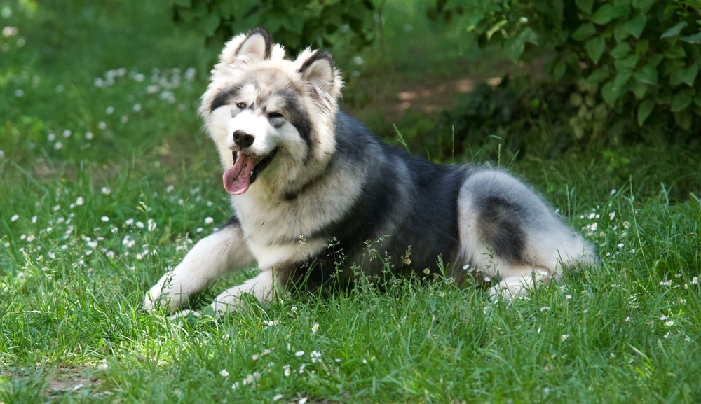 alaskan malamute dog with tongue out outdoors