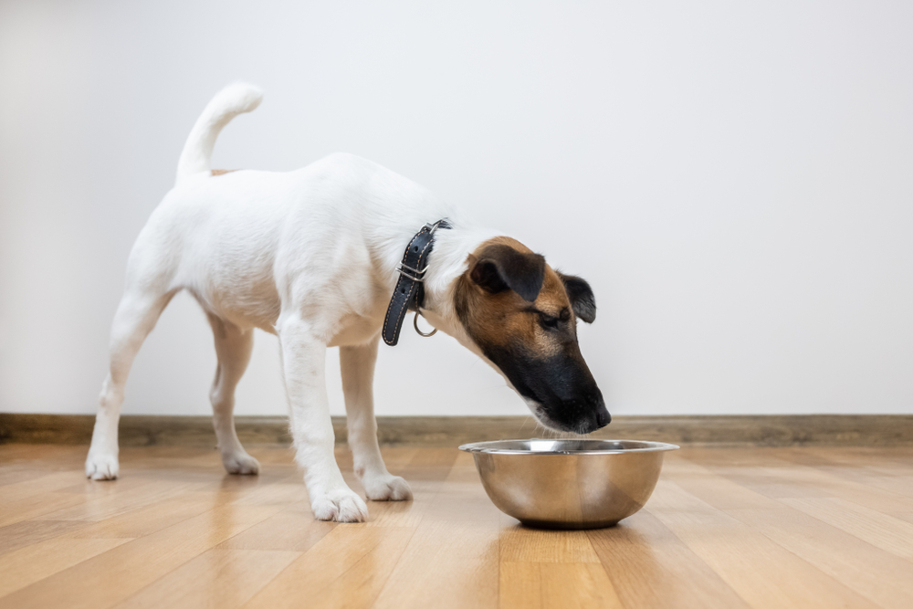 a dog eating from metal bowl