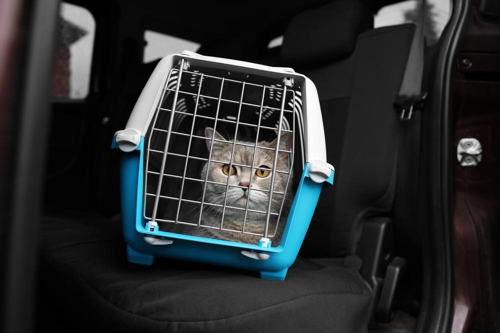 Can Cats Get Automotive Sick? Vet-Verified Information & Information