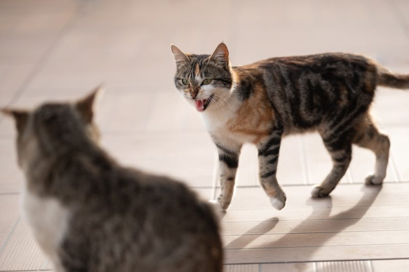 Young cat hisses on another big cat