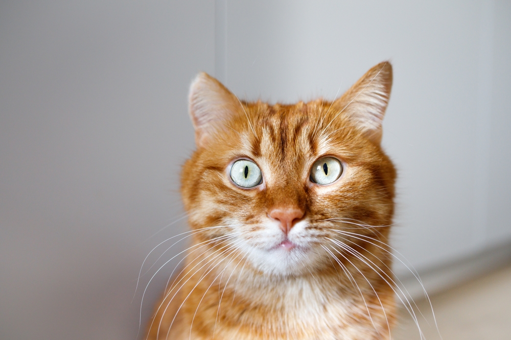 close up of a tabby cat