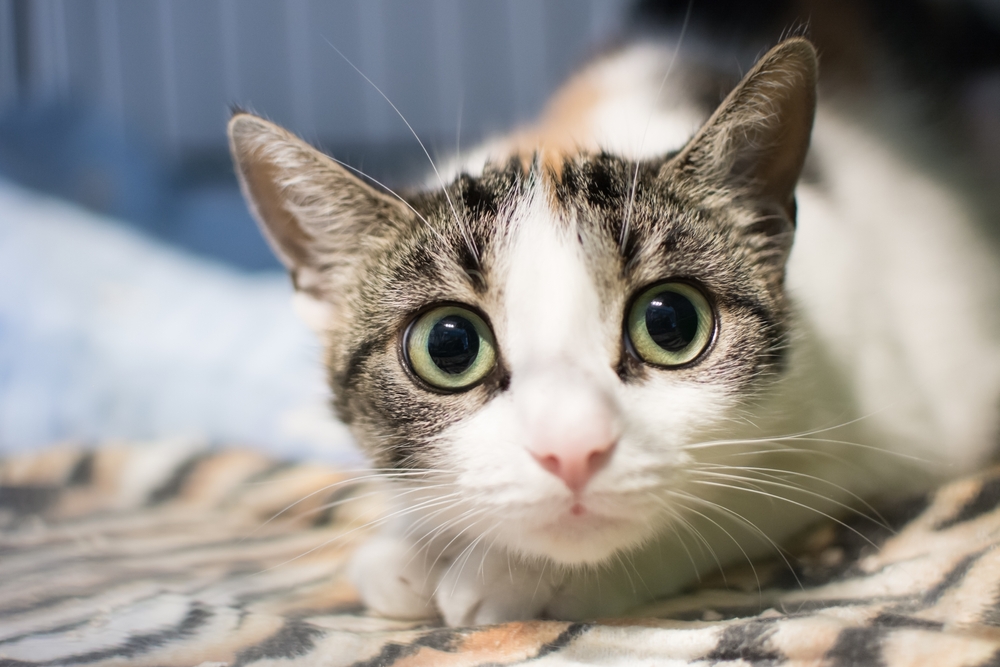 Scared cat with wide eyes looking at you