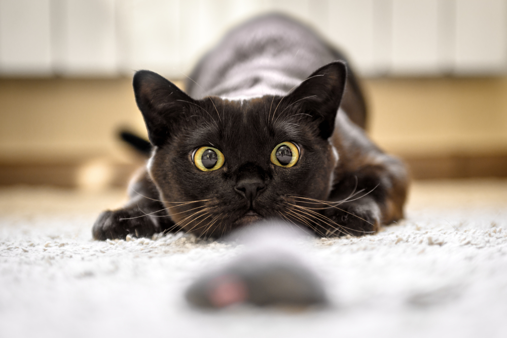 Burmese cat face before pounce hunting to toy mouse at home