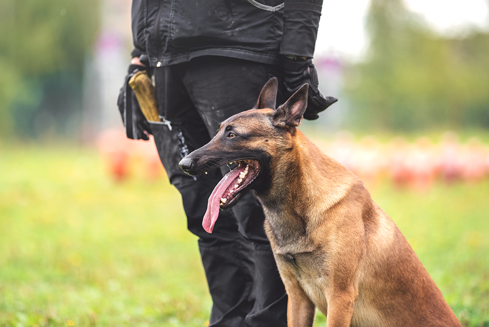 Why Are Police Canines Known as K9? Historic previous & Information – Dogster