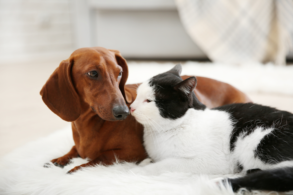 Can a Canine Get a Cat Pregnant? Vet-Verified Particulars & Knowledge – Dogster