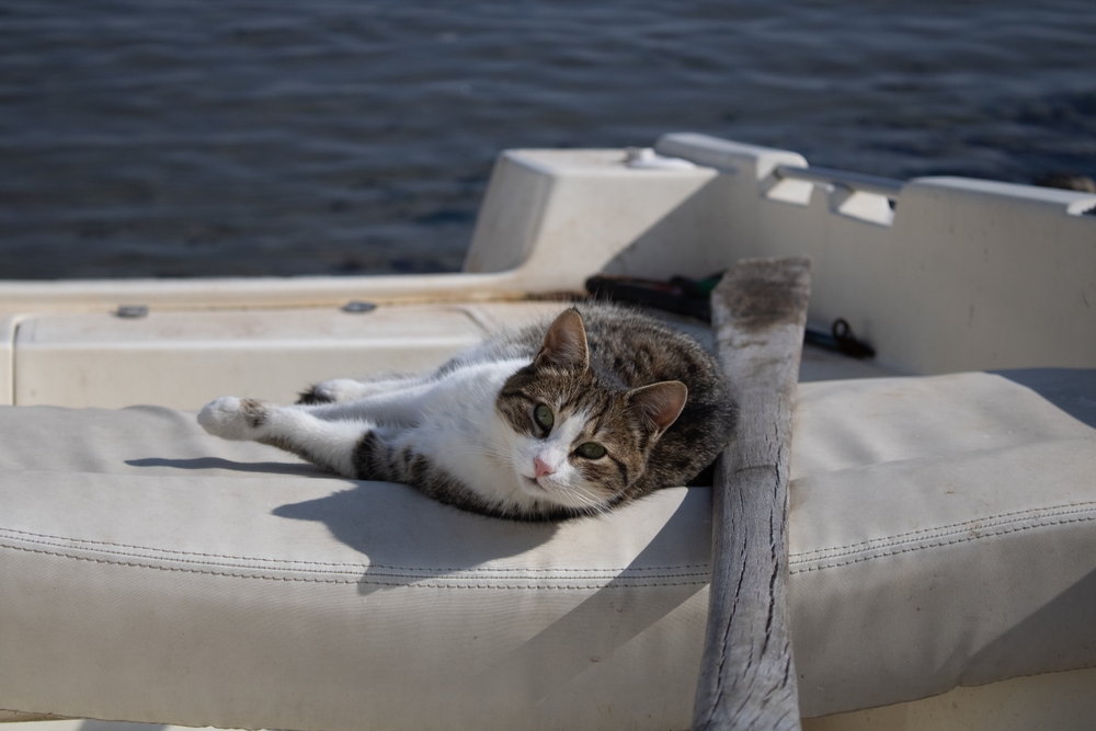 Do Cats Get Seasick? Vet-Reviewed Information & Information