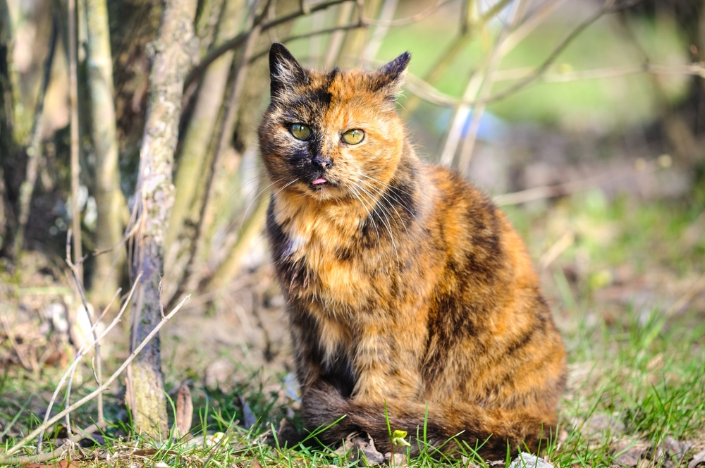 Tortoiseshell Cat: Knowledge, Footage, Care & Knowledge